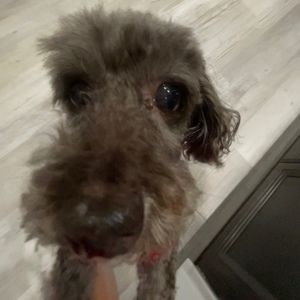 Meet your Posher, Enya